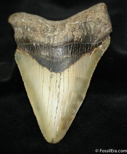 Megalodon Tooth From NC - Serrated #957